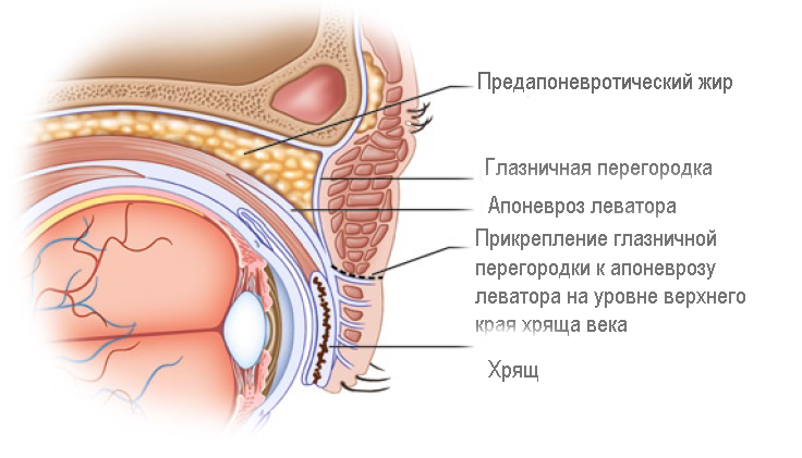 блефаропластика азиатские веки, блефаропластика азиатских век, блефаропластика азиатских век фото до и после, блефаропластика азиатских глаз, блефаропластика азиатских глаз до и после, блефаропластика азиатских глаз отзывы, блефаропластика азиатских глаз фото, блефаропластика азиатских глаз фото до и после, блефаропластика азиатских глаз цена